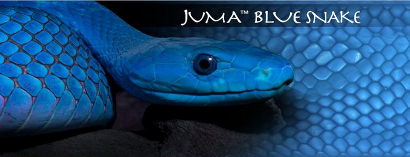 Juma Snake Scales